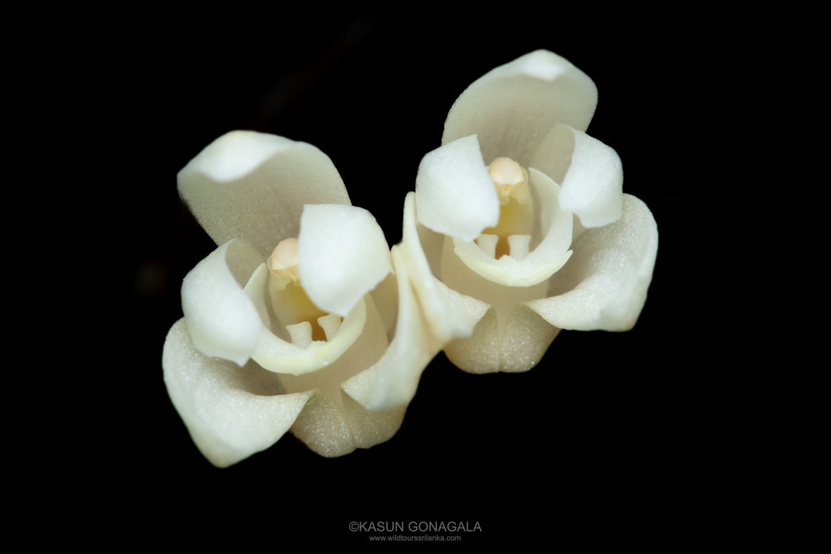 Cylindrolobus lindleyi (Thwaites) Ormerod & C.S.Kumar